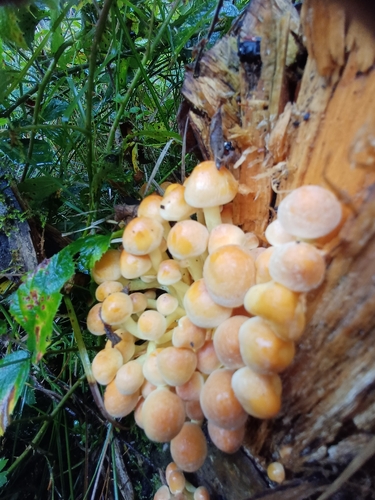 Sulphur Tuft