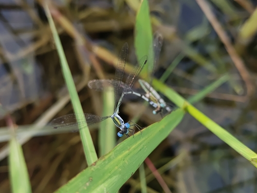 Malabar Spreadwing