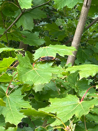 Red Admiral
