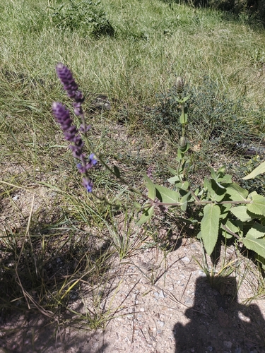 Salvia deserta