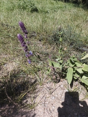 Salvia deserta, photograph (c) Антон Алябьев, some rights reserved (CC BY)