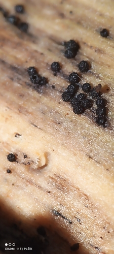 Wood Mulberry