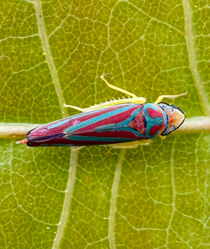 Red-banded Leafhopper