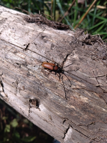 Red Pine Longhorn Beetle