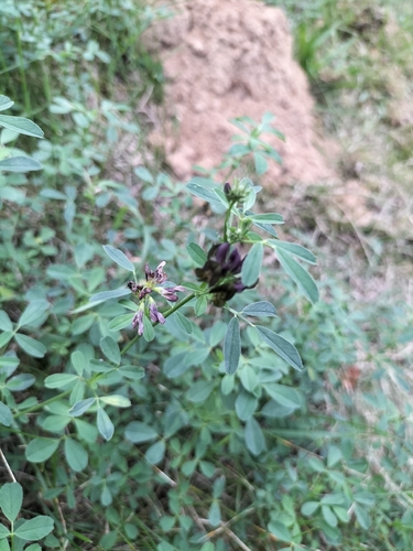 Alfalfa