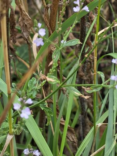 Common vervain