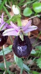 Ophrys bertolonii benacensis