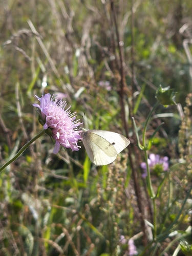 Small White