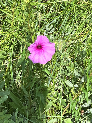 Saltmarsh Morning-glory