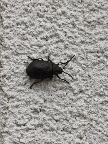 black-punctured leaf beetle