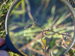 Dioprosopa clavata