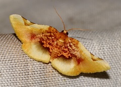 Pyrinioides sinuosus