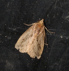 Rivula striatura