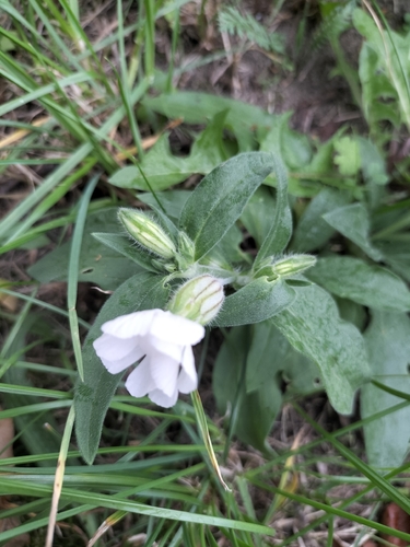 white campion