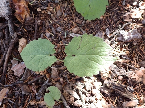 Arnica cordifolia observed 2026-09-03