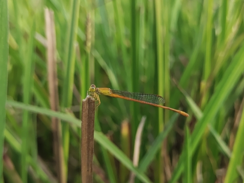 Orange Marsh Dart
