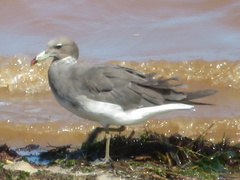 Ichthyaetus hemprichii