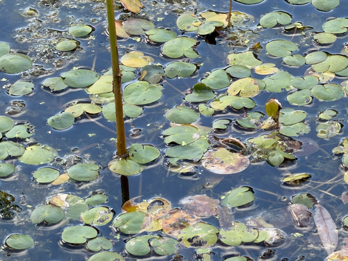 European Frog-bit