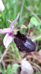 Ophrys bertolonii benacensis