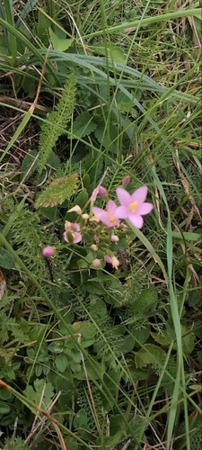 Common centaury