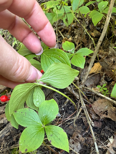 Canadian bunchberry