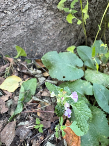 Bifid Hemp-nettle