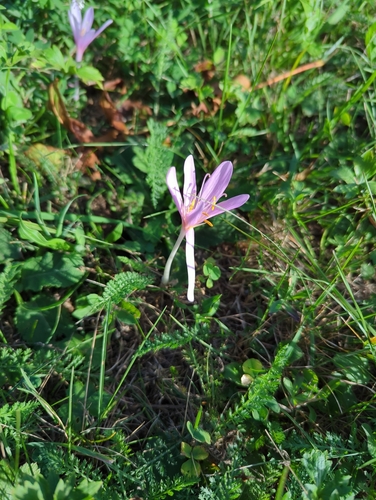 Autumn Crocus