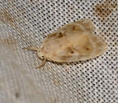 Schistophleps bipuncta