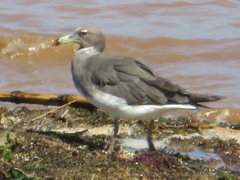 Ichthyaetus hemprichii