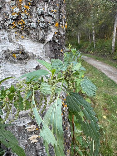 slender stinging nettle