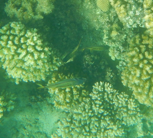Spotfin Squirrelfish