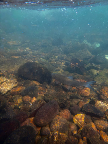 Distoechodon tumirostris