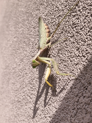 Transcaucasian Giant Mantis