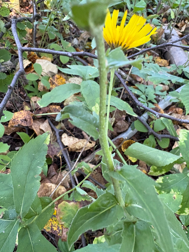 Canada hawkweed