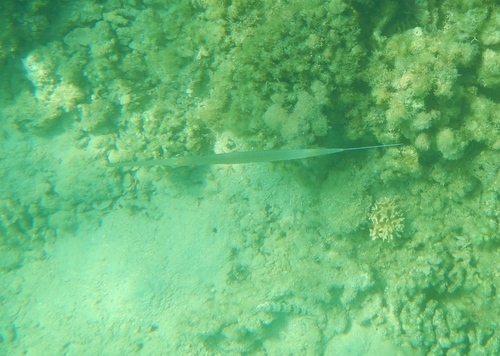 Blue-spotted Cornetfish