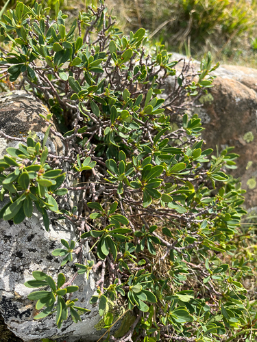 Daphne oleoides, photograph 1