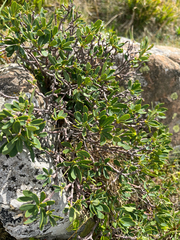 Daphne oleoides
