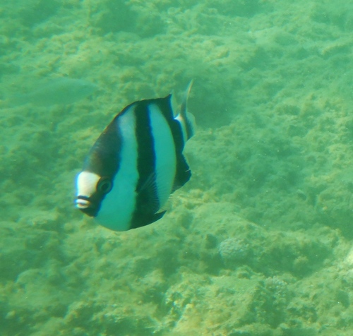 Indian Ocean Humbug