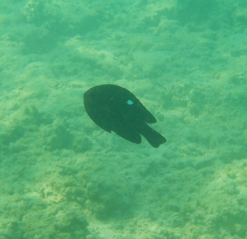 Three-spot Dascyllus