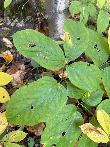 wild sarsaparilla