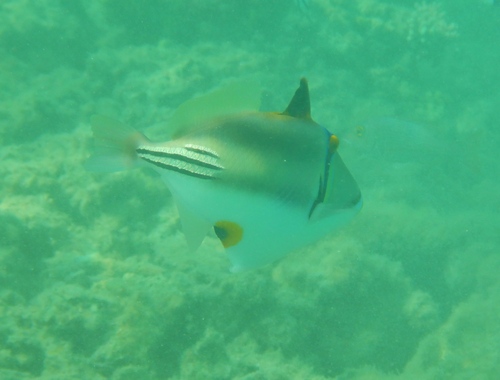 Arabian Picasso Triggerfish