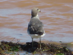 Ichthyaetus hemprichii