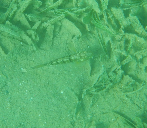 Tailspot Goby
