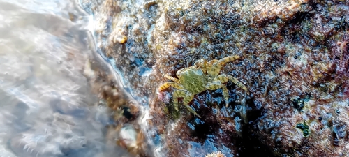 Marbled Crab