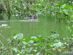 Ondatra zibethicus