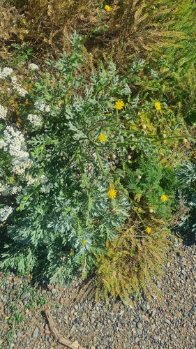 Senecio viscosus, photograph 6