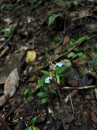 Anoectochilus zhejiangensis