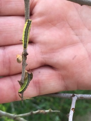 Enaemia atrolinea
