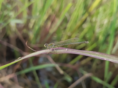 Common Bluetail