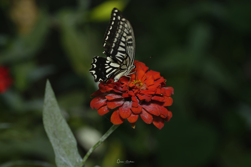 Chinese Yellow Swallowtail